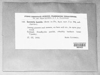 Laccaria laccata image